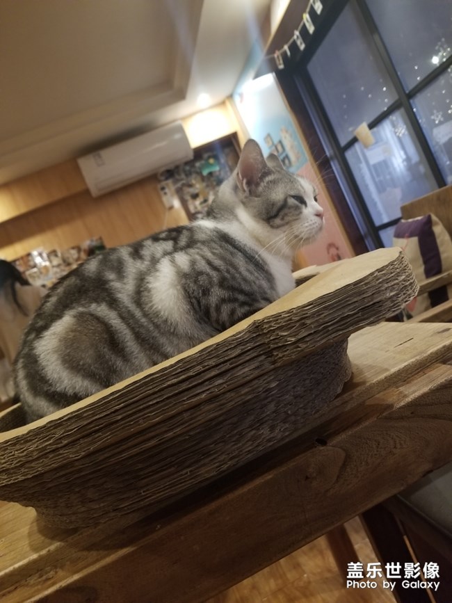 擼貓擼貓