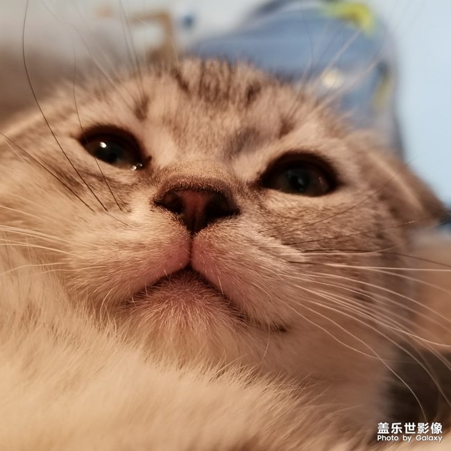 主子