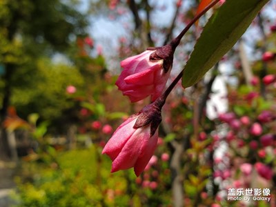 嬌*滴的海棠花