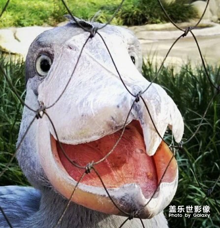 這是我領養(yǎng)的孩子