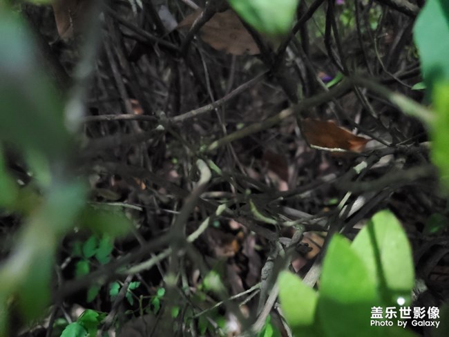 移植版的谷歌相機。。。。算法真的很6批