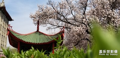 【不負(fù)好春光】+校園春光