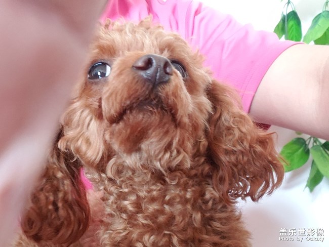 傲嬌的公主