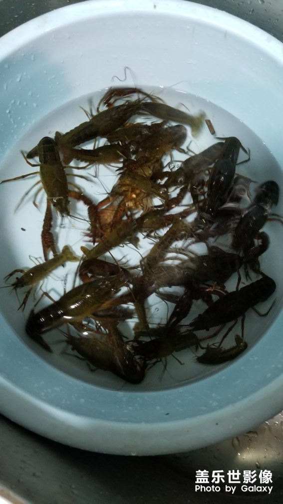 釣龍蝦