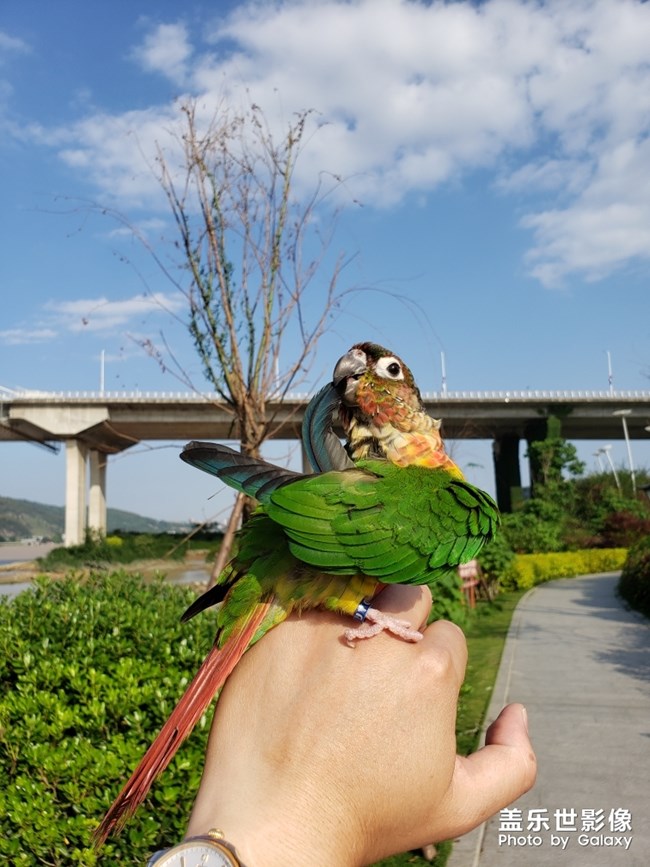 藍(lán)色羽翼