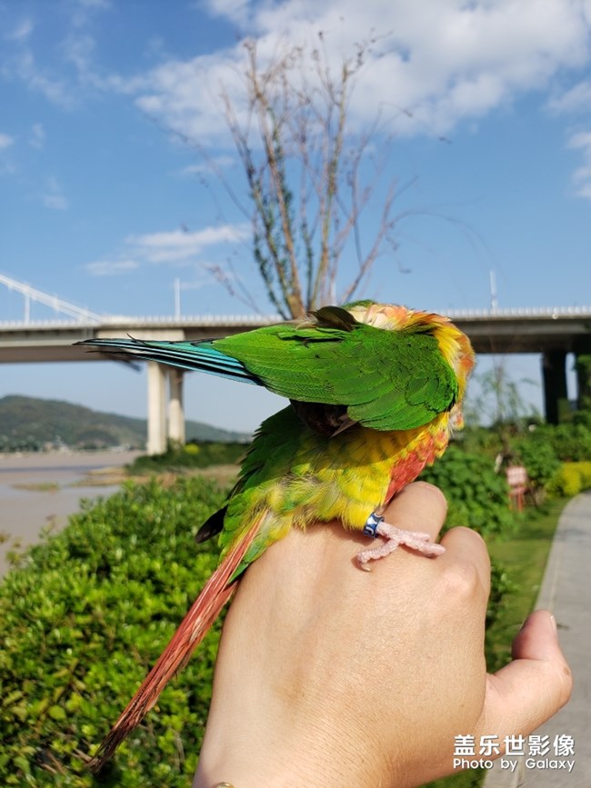 藍(lán)色羽翼