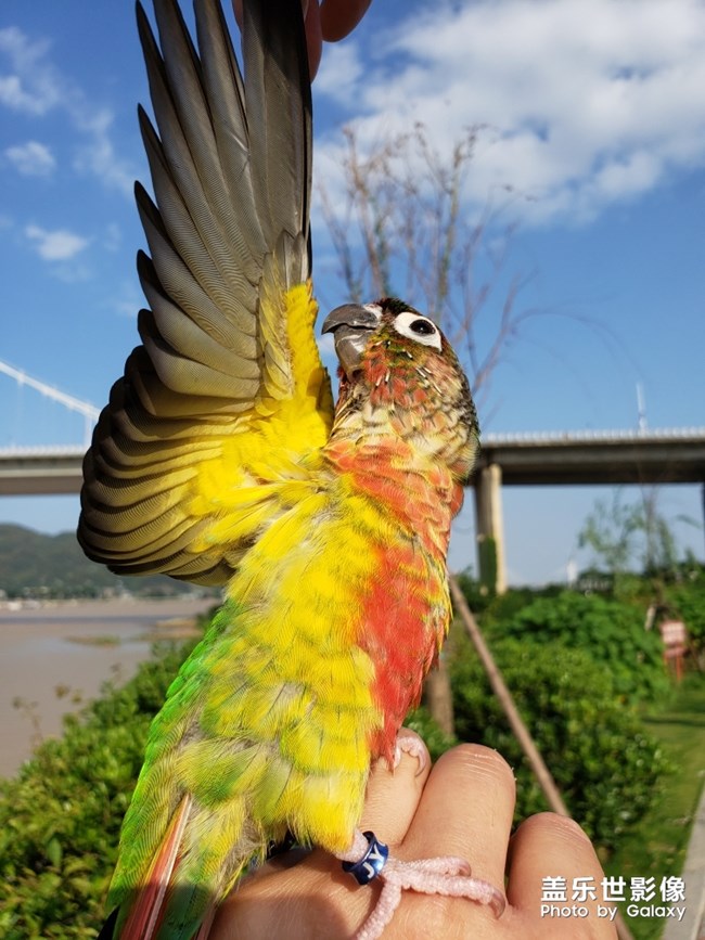 藍(lán)色羽翼