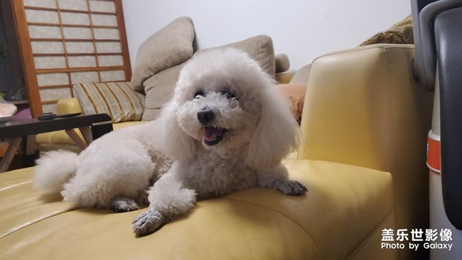 寵物