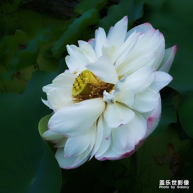 【每周精帖匯155】蓋樂(lè)世社區(qū)已經(jīng)4周歲啦！