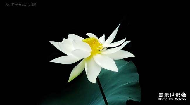 【每周精帖匯155】蓋樂(lè)世社區(qū)已經(jīng)4周歲啦！