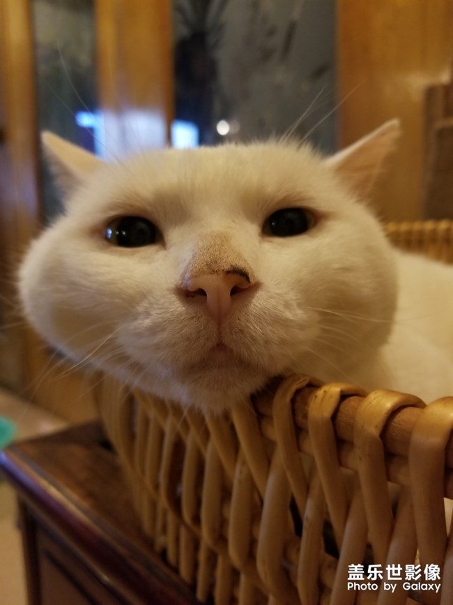 悠閑的貓貓