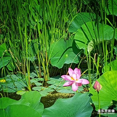 荷塘·晨曦·夜雨