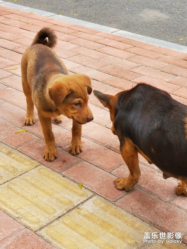 路邊的小狗??