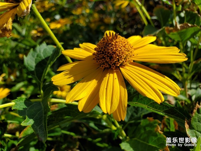 【每周星鮮事03】中秋佳節(jié)的那些故事