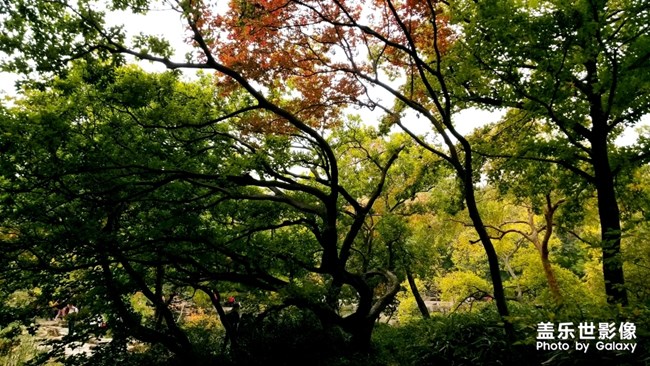 天平山紅楓之旅