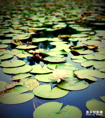 [你眼中的美景]+西溪的秋天