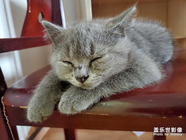 喵喵喵？英短的快樂
