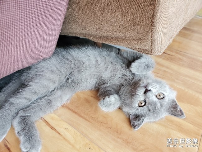 喵喵喵？英短的快樂