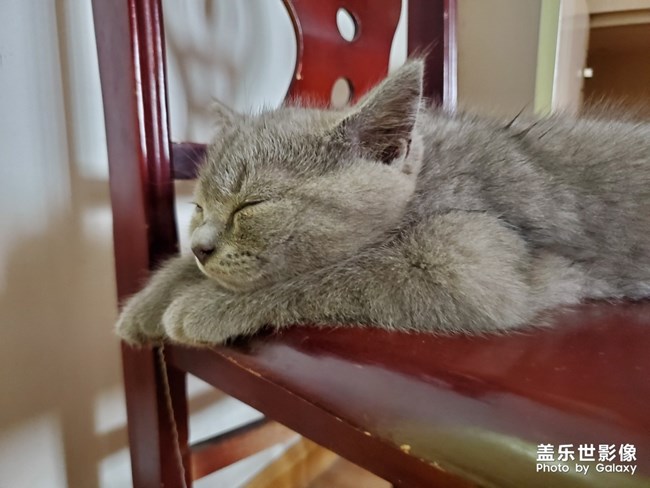 喵喵喵？英短的快樂