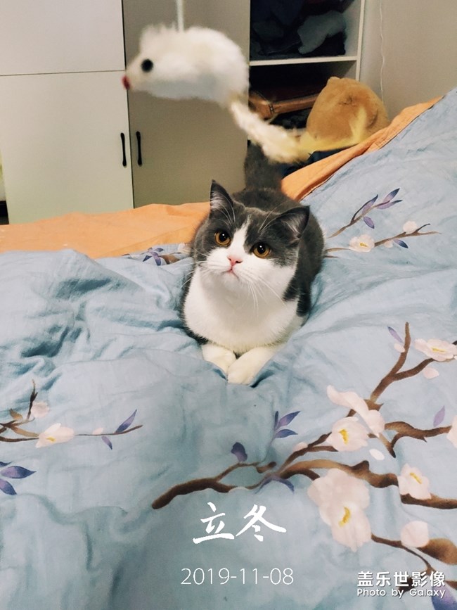 柔軟度