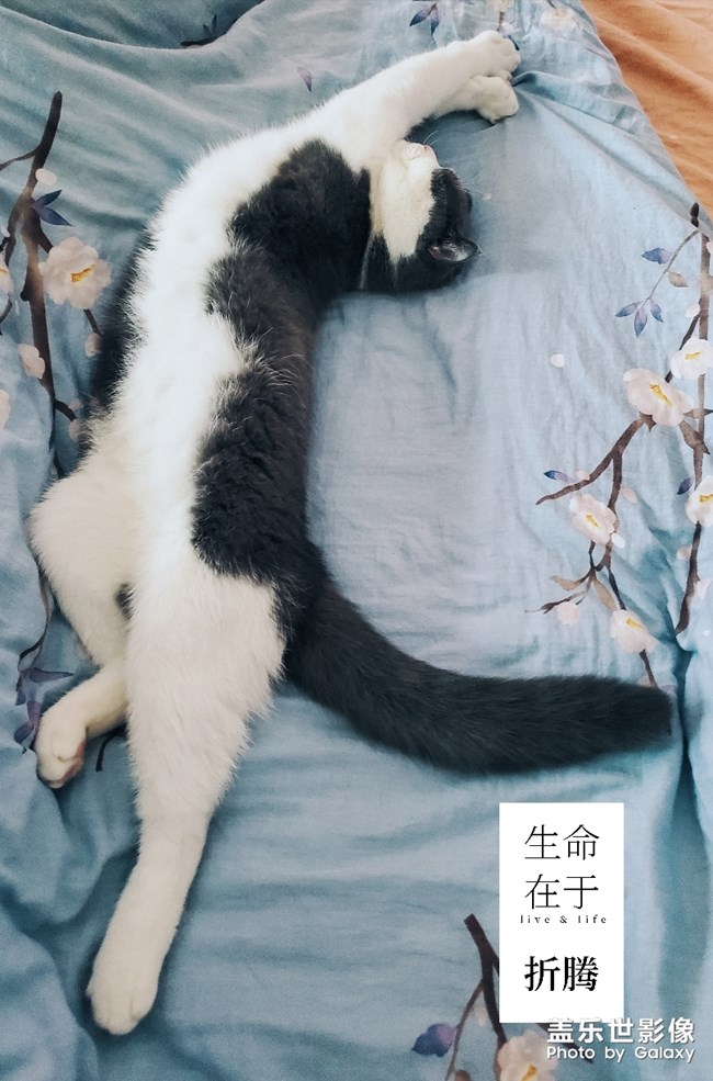 柔軟度