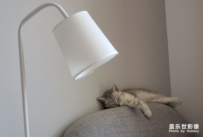 聽(tīng)說(shuō)有人喜歡貓？