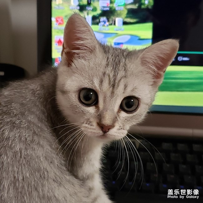聽(tīng)說(shuō)有人喜歡貓？