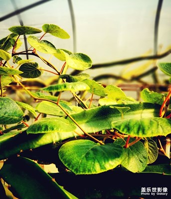 [初冬印象]+初冬里的火龍果