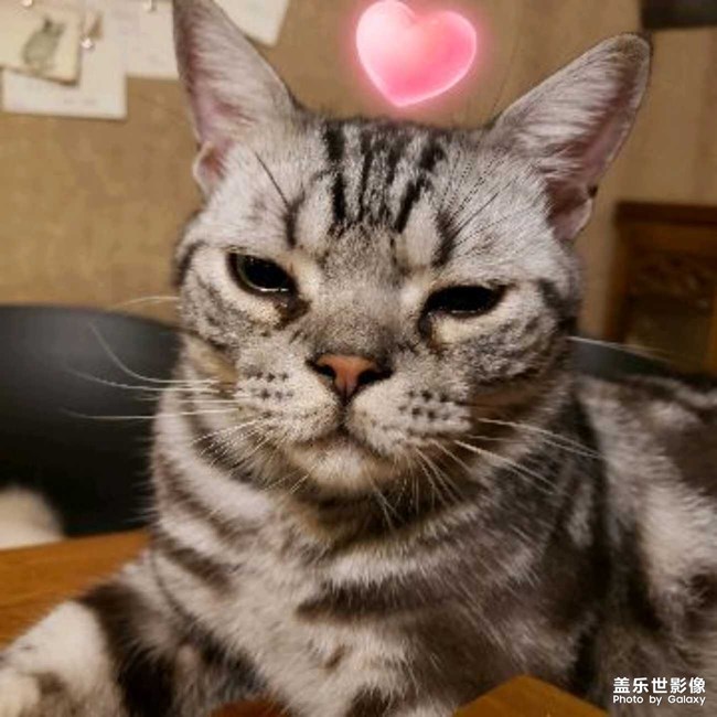 胖貓才是好貓