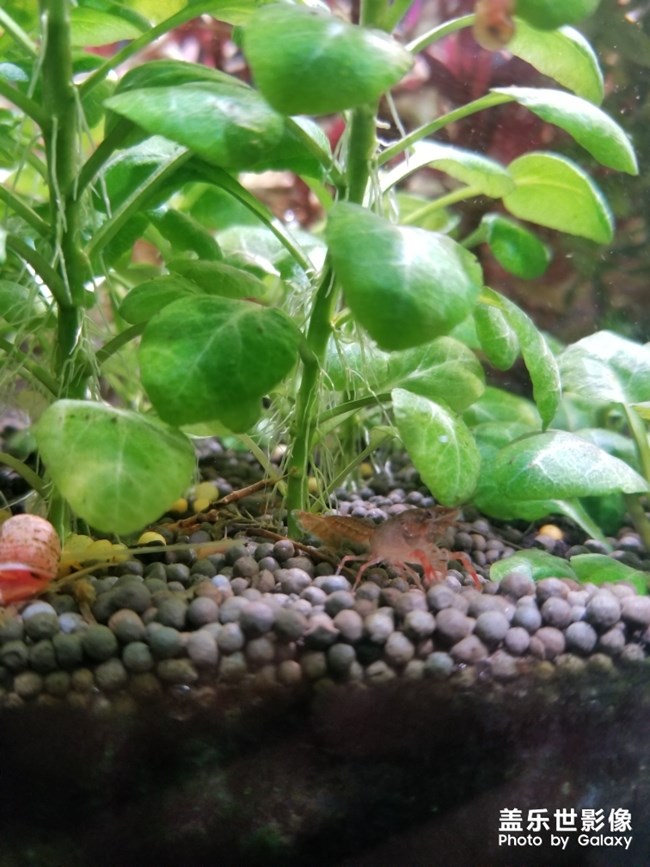 魚缸里的小龍蝦