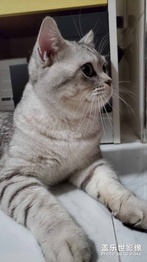 自家的貓總得有幾張帥氣的照片