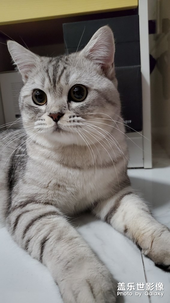 自家的貓總得有幾張帥氣的照片