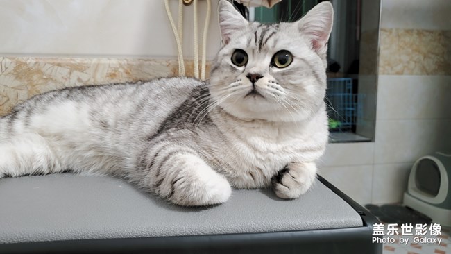 自家的貓總得有幾張帥氣的照片