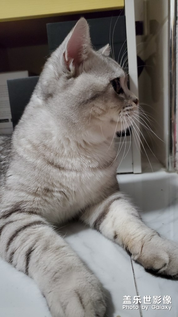 自家的貓總得有幾張帥氣的照片