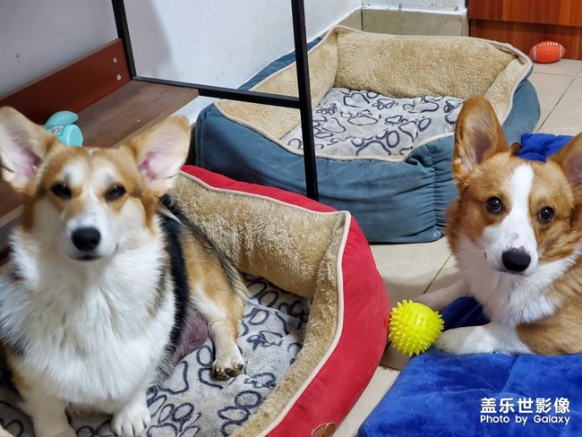 又來了，拍攝自家主子