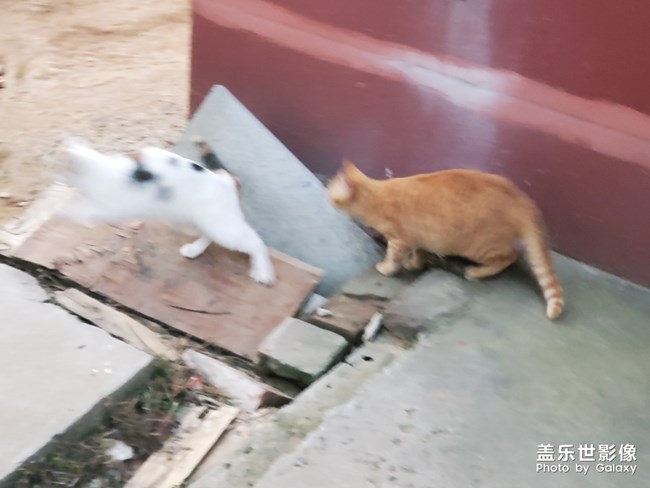 今天小貓咪了??????????????