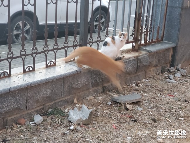 今天小貓咪了??????????????