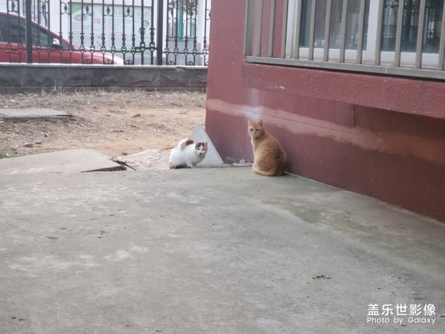 今天小貓咪了??????????????