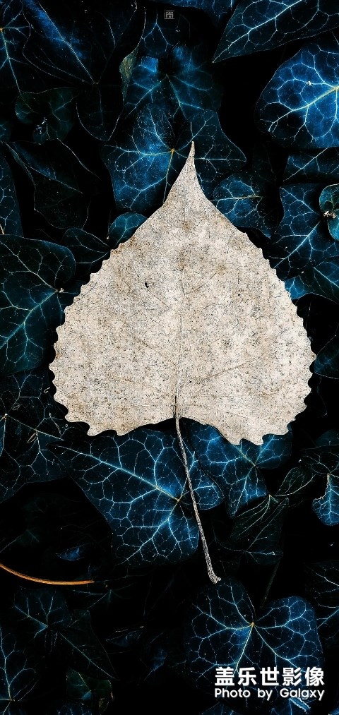 Nore10+專用壁紙，每天兩張，今天三十發(fā)六張