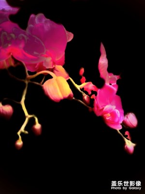 [繽紛世界]+蝴蝶蘭的花語