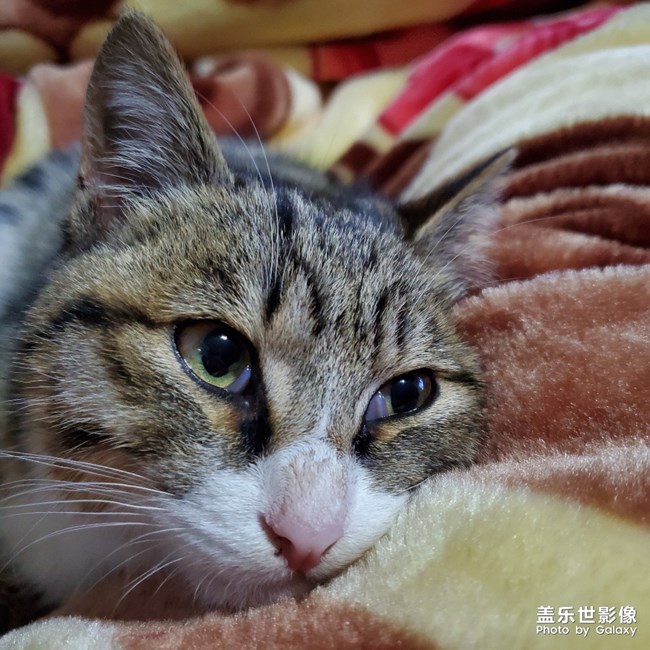 小貓??