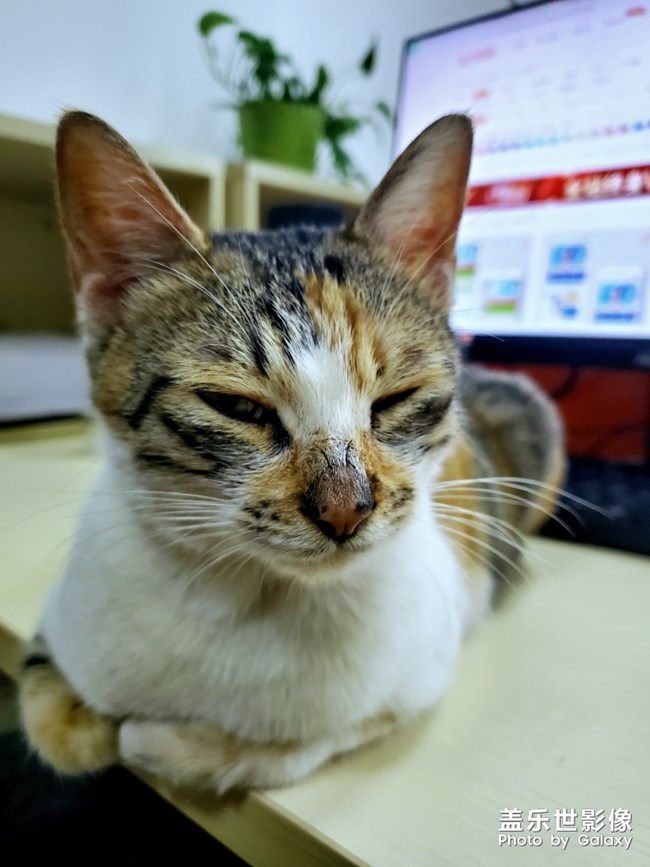 辦公室里的流浪貓