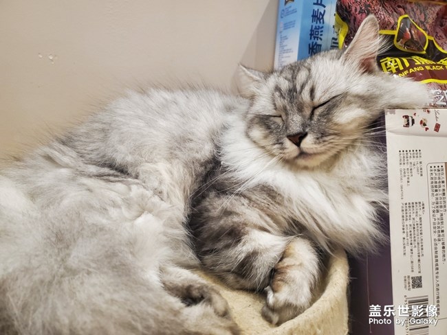 貓片連載1.0