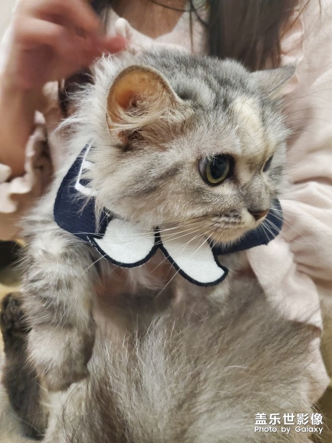貓片開始連載啦！