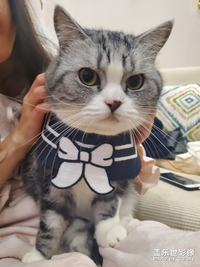 貓片開始連載啦！