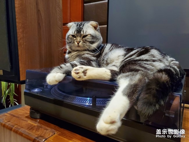 自我的貓