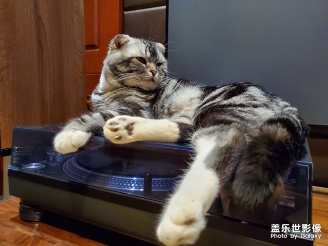 自我的貓