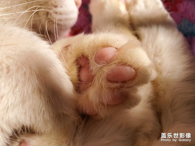 貓貓日常