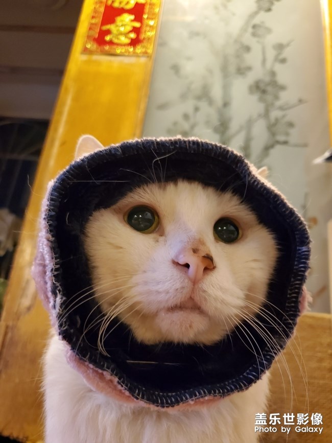 貓貓日常