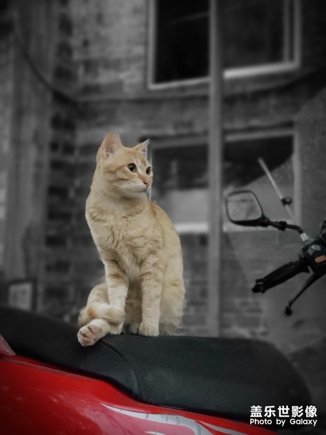 一只貓的陰雨天